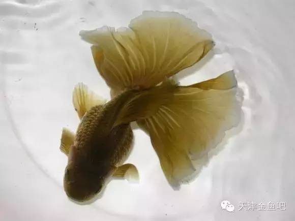 金魚文種與蛋種區別_金魚文種龍種蛋種_文種金魚