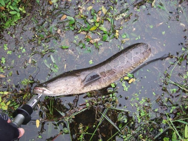 黑魚路亞用什么餌最好_黑魚路亞餌_路亞黑魚