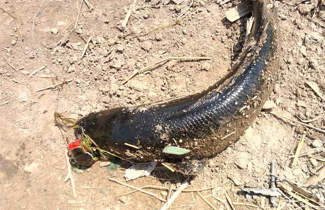 路亞黑魚_黑魚路亞用什么餌最好_黑魚路亞餌