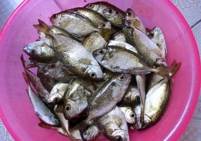 烏雞鲅魚是啥_烏雞鲅魚是什么梗_烏雞鲅魚是什么意思