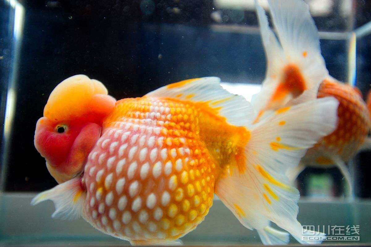 辦公室養魚都有哪些金魚的種類嗎？觀賞魚中重要的一類