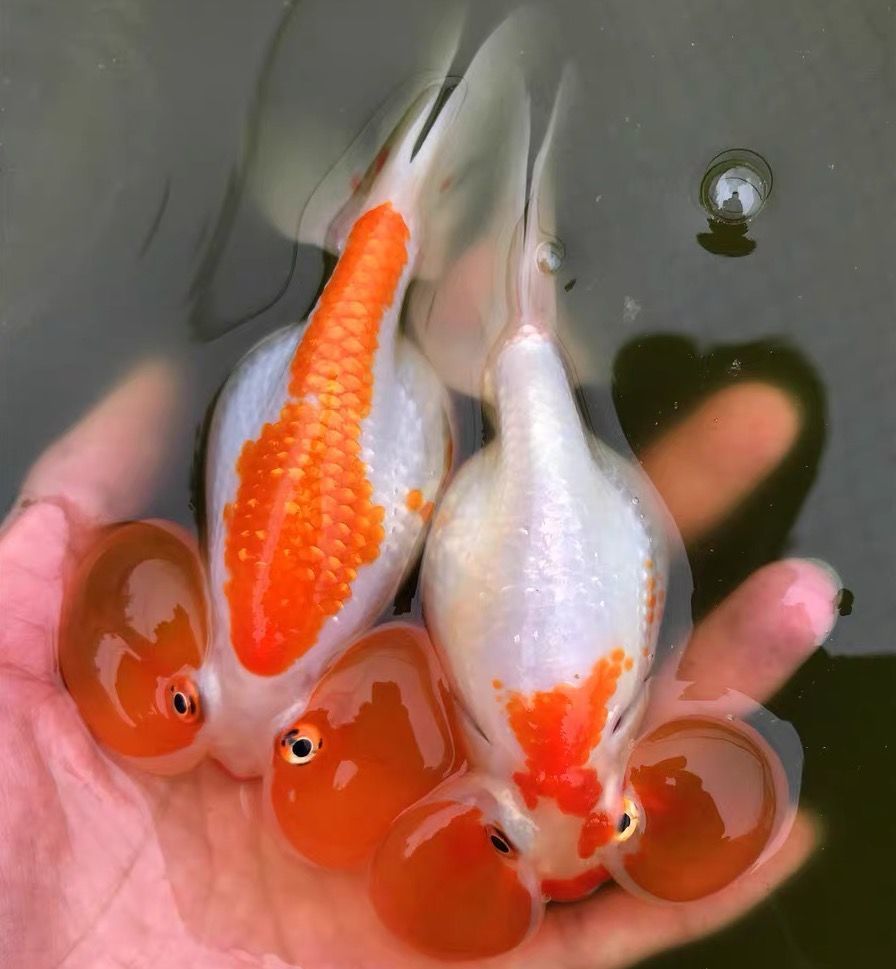金魚文種_金魚文種龍種蛋種_文種金魚