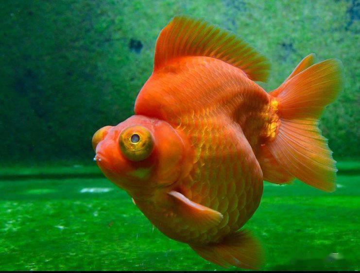 金魚文種與蛋種區別_文種金魚_金魚文種