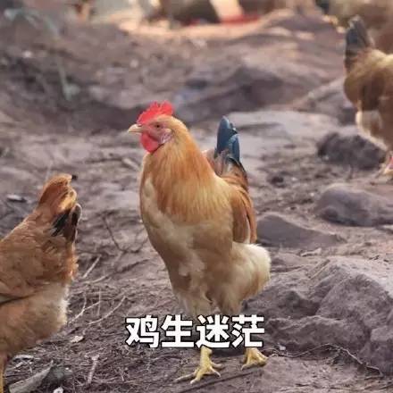 “烏雞鲅魚”到底是什么梗？網友反應4.2社會影響