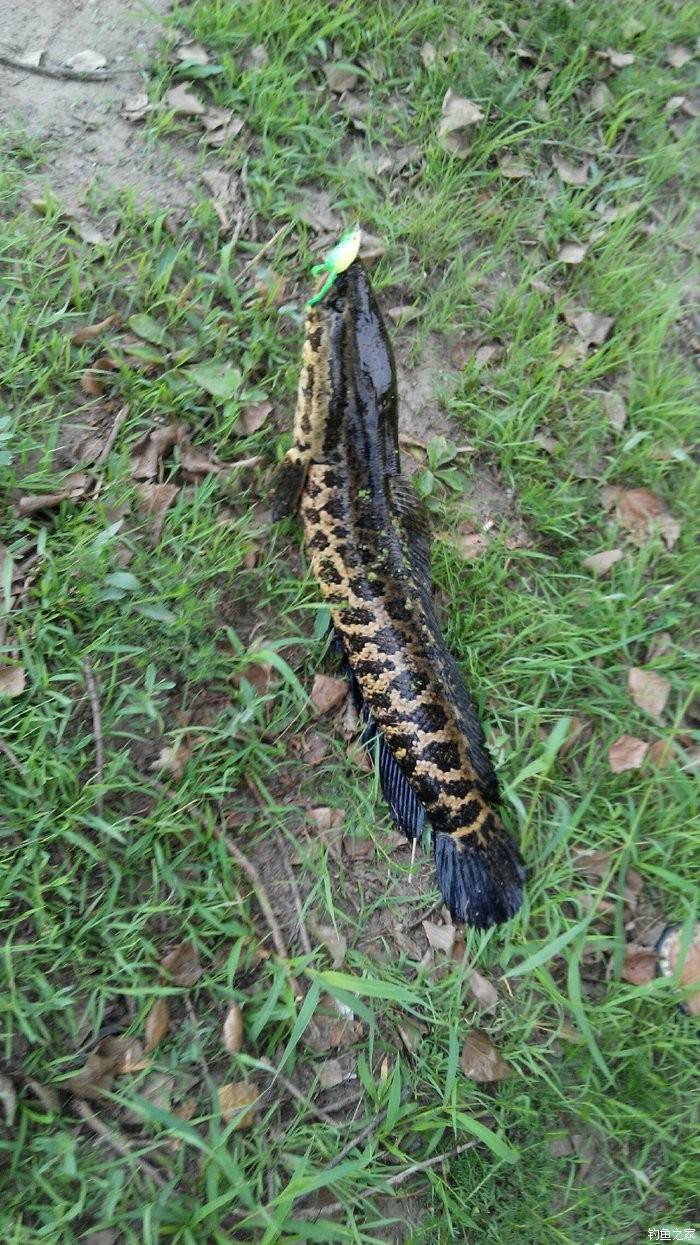 黑魚路亞餌_路亞黑魚_黑魚路亞竿用什么調性