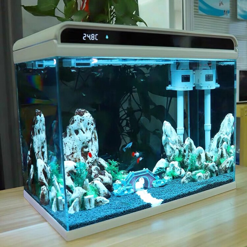 文種金魚_金魚文種魚_金魚文種蛋種還有其他幾種品種