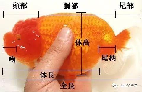 金魚文種與蛋種區別_金魚文種蛋種還有其他幾種品種_文種金魚