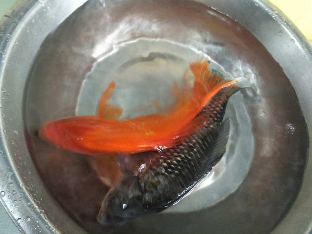 文種金魚_金魚文種蛋種還有其他幾種品種_金魚文種龍種蛋種