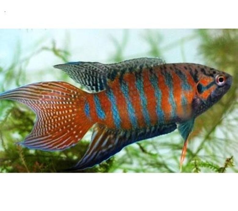 中國斗魚_斗魚中國斗魚_斗魚中國移動隨心看怎么取消