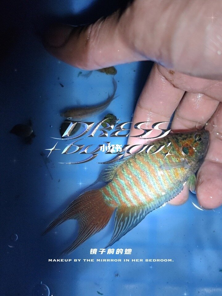 中國斗魚 兒時池塘里的“水中斗士”已躍身“水族館”