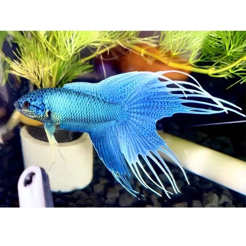斗魚中國移動隨心看怎么取消_斗魚中國象棋_中國斗魚