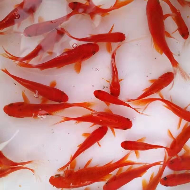 錦鯉魚圖片_鯉錦魚的意義_鯉魚錦鯉什么意思