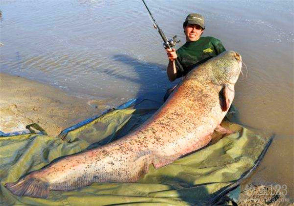 珠寶魚竿屬性_珠寶魚竿怎么來的_珠寶魚竿
