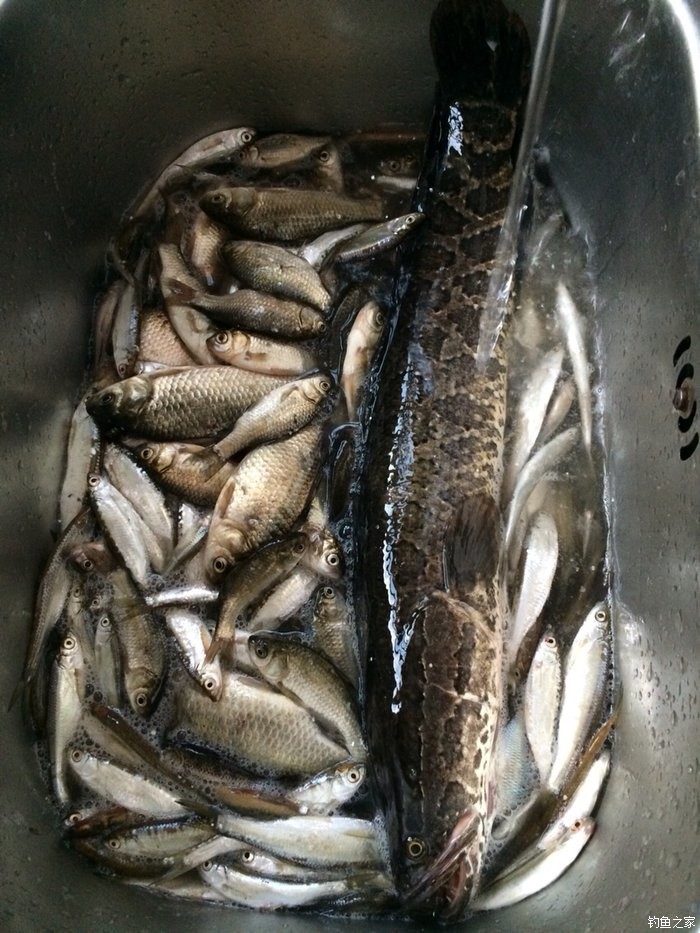 黑魚路亞用什么餌最好_路亞黑魚實用技巧大全_黑魚路亞視頻