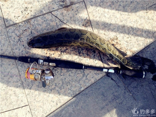 黑魚路亞視頻_路亞黑魚實用技巧大全_黑魚路亞線組圖解