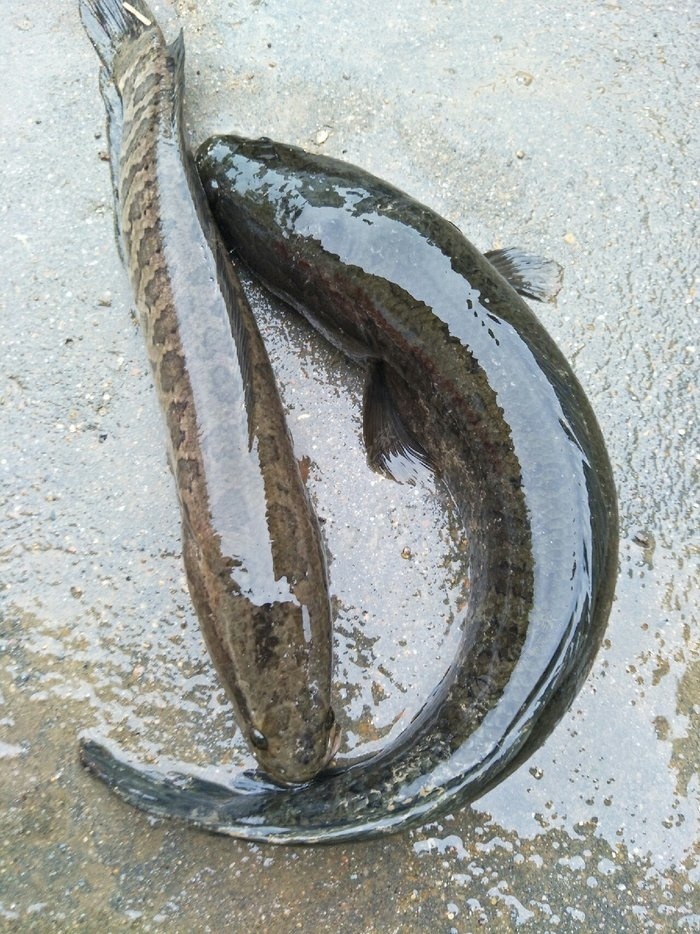 黑魚路亞視頻_路亞黑魚實用技巧大全_黑魚路亞線組圖解