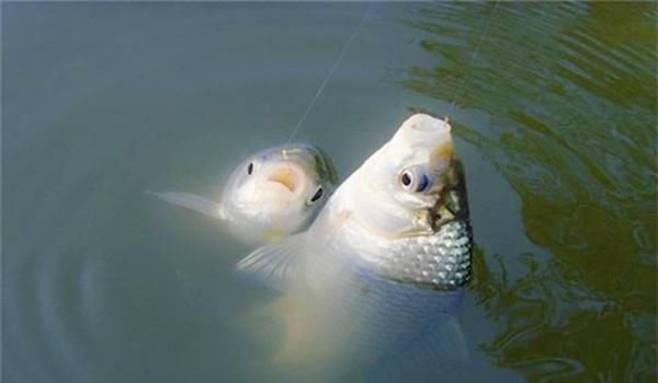 釣魚浮漂_釣魚浮漂吃鉛量怎么選擇_釣魚浮漂怎么調準確