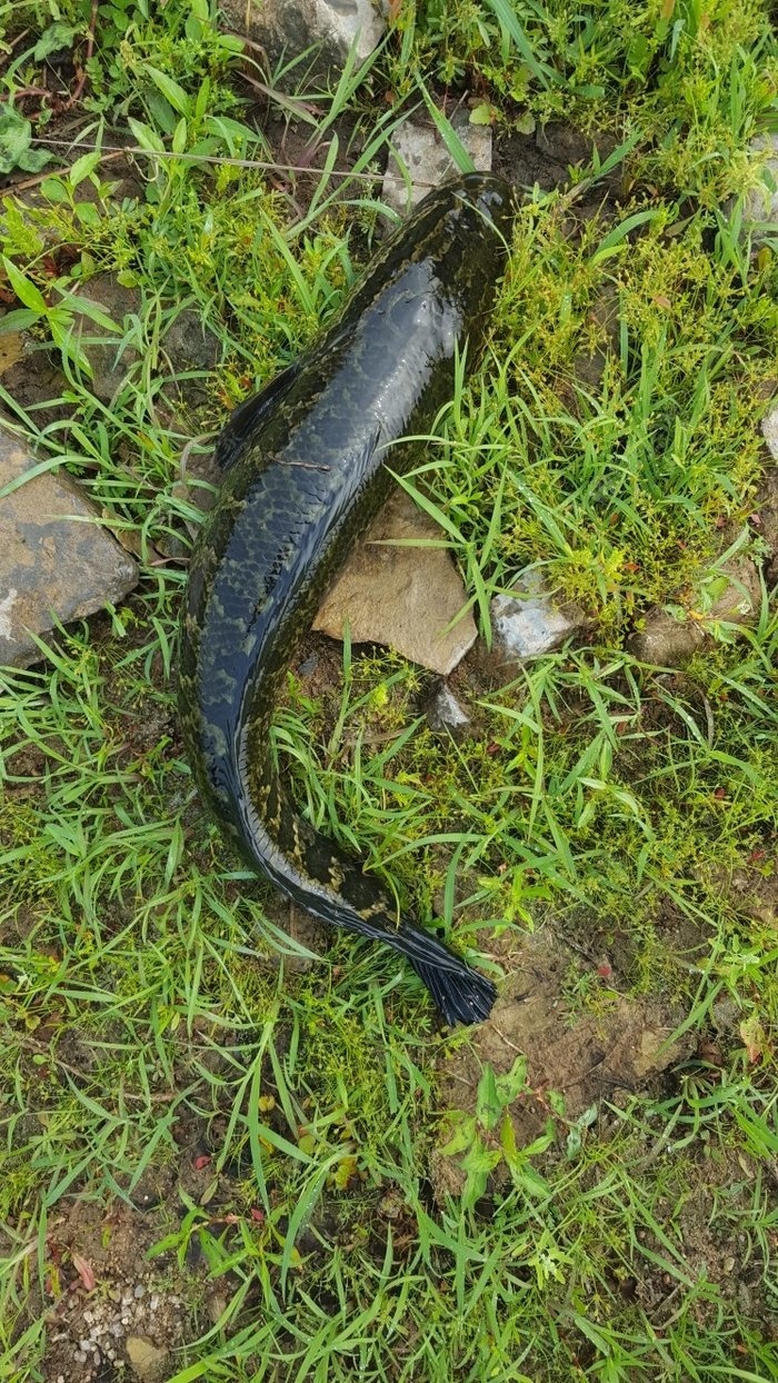 路亞黑魚實用技巧大全_黑魚路亞用什么餌最好_路亞黑魚教學視頻教程手法
