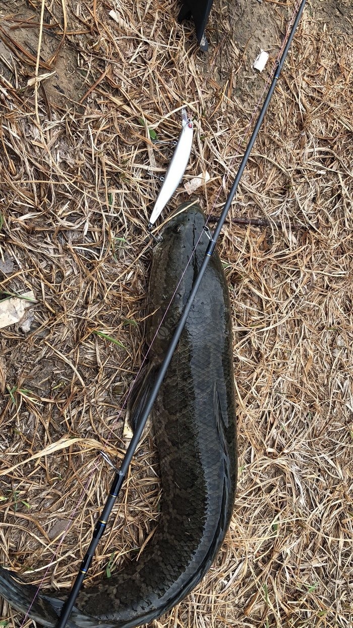 路亞黑魚教學視頻教程手法_黑魚路亞用什么餌最好_路亞黑魚實用技巧大全