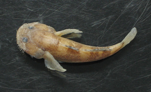 祖先是魚人_祖先是魚_魚類的祖先