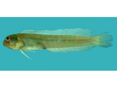 祖先是魚_魚類的祖先_祖先是魚人