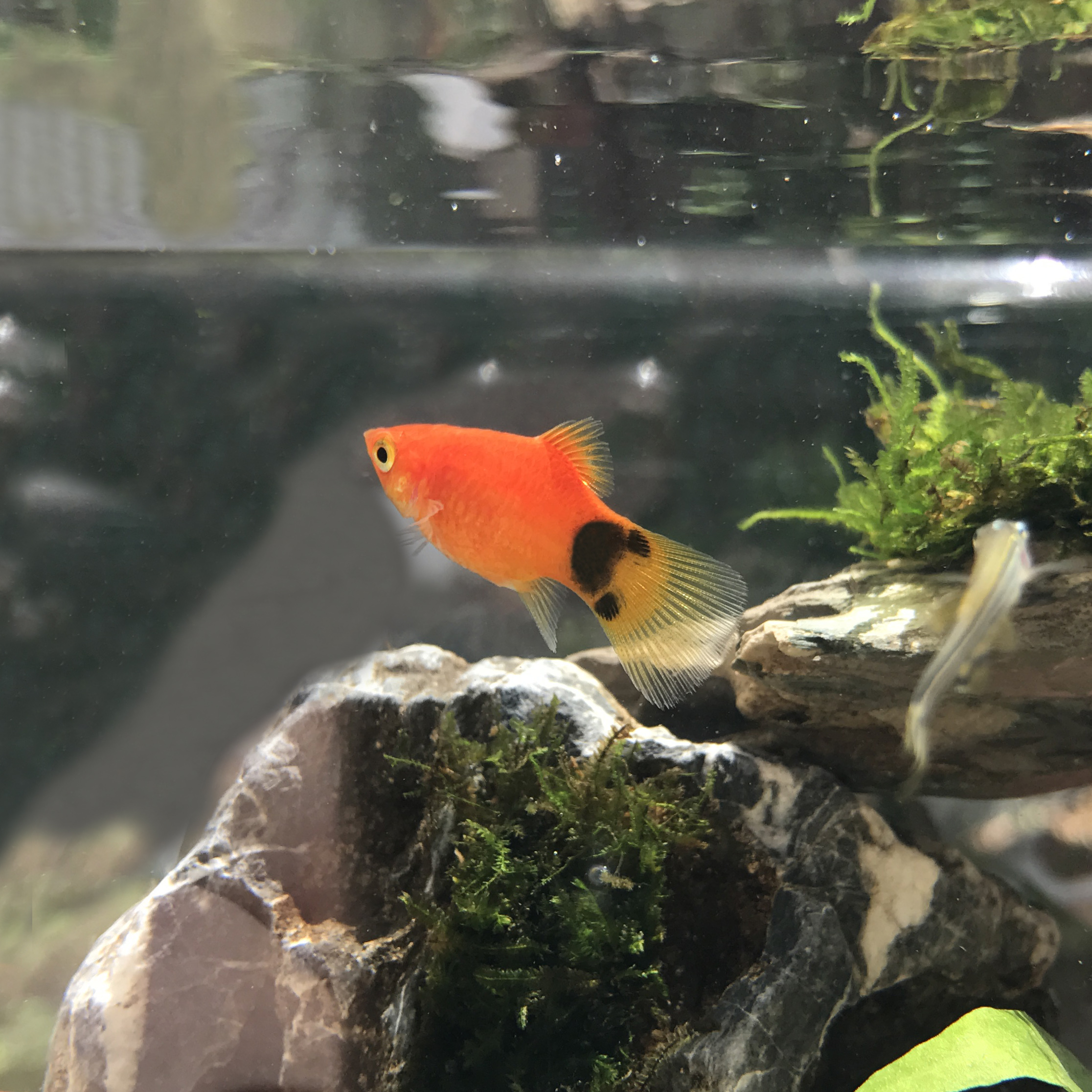 魚生小魚_小魚生了怎么辦_小魚生寶寶該怎么辦