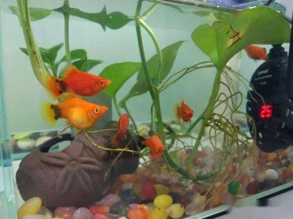 魚生小魚_小魚生寶寶該怎么辦_小魚生了怎么辦