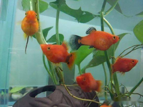魚生小魚_小魚生寶寶該怎么辦_小魚生了怎么辦