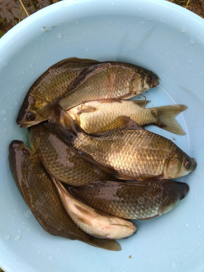臺釣鯽魚_鯽魚臺釣竿什么牌子好_鯽魚臺釣餌
