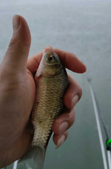 鯽魚臺釣餌_臺釣鯽魚_鯽魚臺釣竿什么牌子好