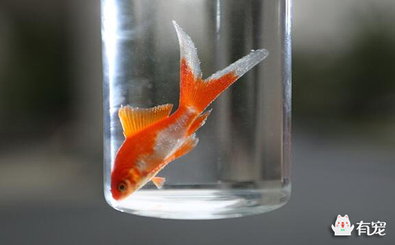 金魚身上長白色斑點_金魚身上長白點用什么藥效果好_金魚身上長白點