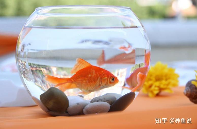 金魚身上長白點_金魚身上長白點用什么藥效果好_金魚身上長白色斑點