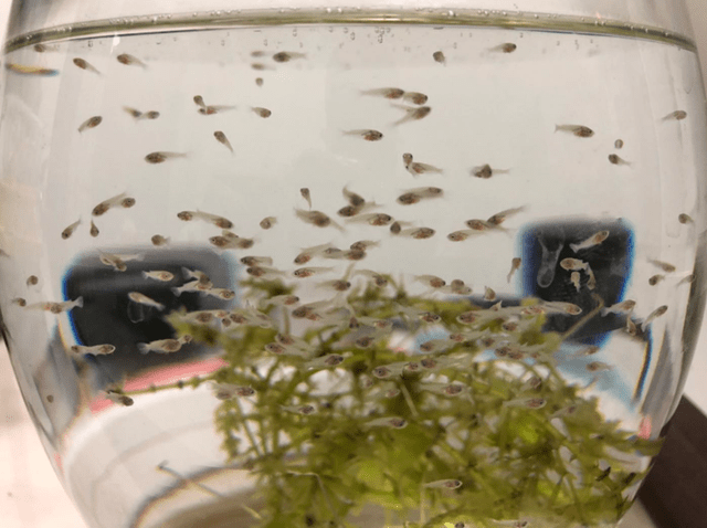 魚生小魚_小魚生仔_小魚生寶寶該怎么辦