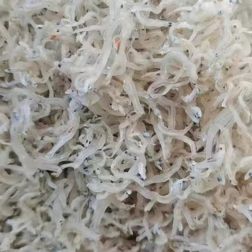 釣魚藥酒配方_釣魚配方藥酒的功效_釣魚的藥酒配方