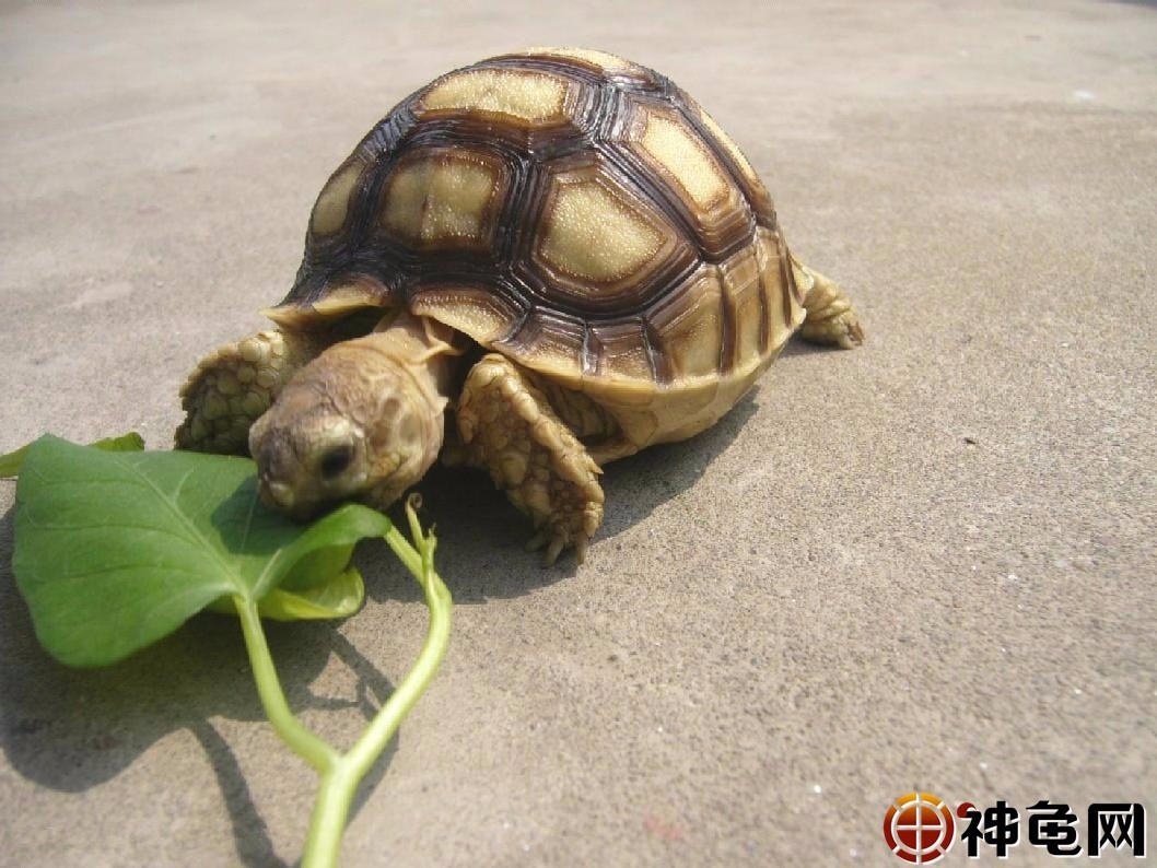 加拉帕戈斯象龜有多大_加拉帕戈斯象龜_加拉帕戈斯象龜滅絕嗎
