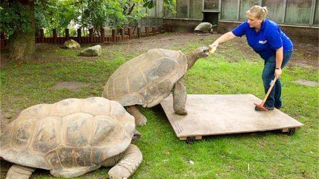 加拉帕戈斯象龜是幾級保護動物_加拉帕戈斯象龜_加拉帕戈斯象龜滅絕嗎