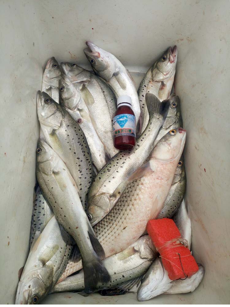 海釣的魚餌_海釣魚餌_海釣魚餌的制作方法和配方
