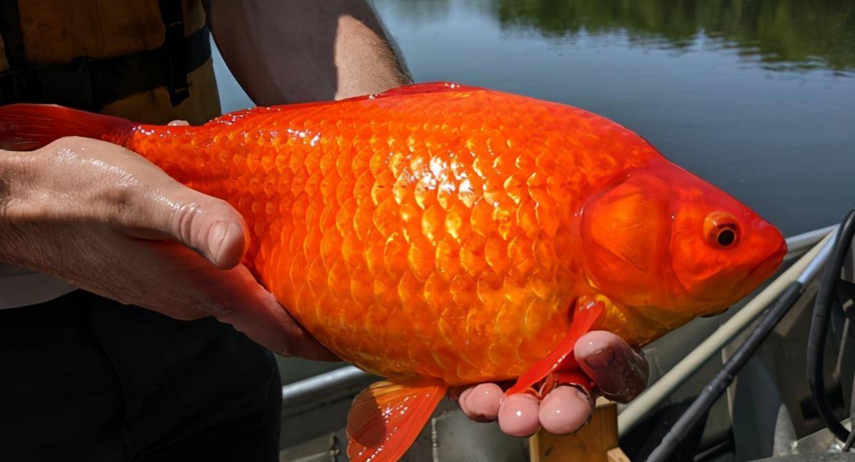 觀賞魚價格多少錢一條_觀賞魚價格表大全_觀賞魚價格