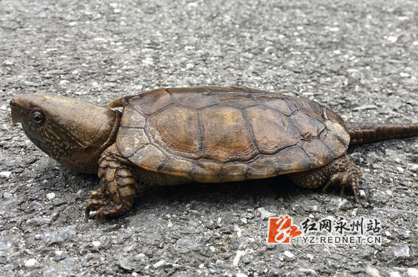 黃額閉殼龜_黃額閉殼龜苗_黃額閉殼龜為什么容易死