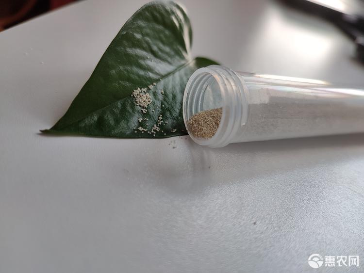 翻車魚的死法_翻車魚的一百種死法_翻車魚死因