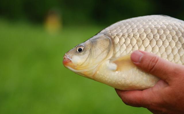 釣魚方法分別有幾種_釣魚方法與技巧_釣魚方法