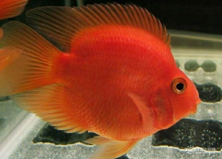 鸚鵡魚水溫_鸚鵡魚的水溫度多少合適_鸚鵡魚水溫控制在多少度