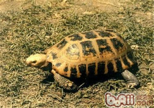 亞達伯拉象龜是幾級保護動物_亞達伯拉象龜_亞達伯拉象龜視頻