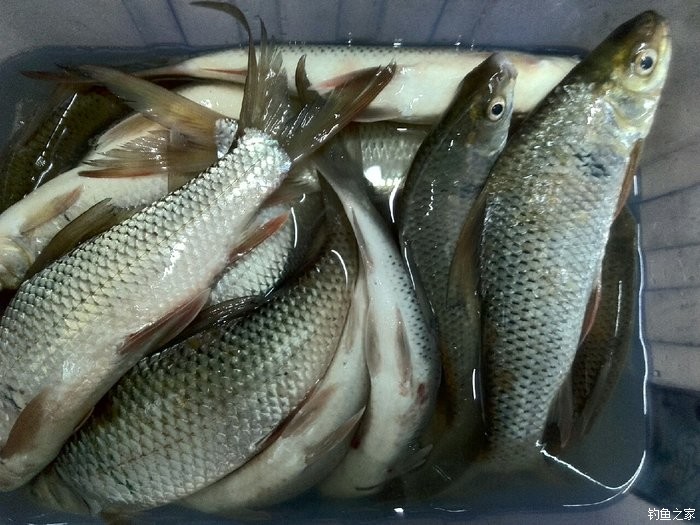 泡沫釣魚方法_釣魚方法_釣魚方法與技巧