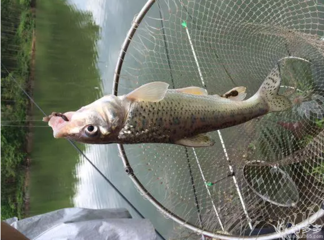 釣魚方法_釣魚方法與技巧_泡沫釣魚方法
