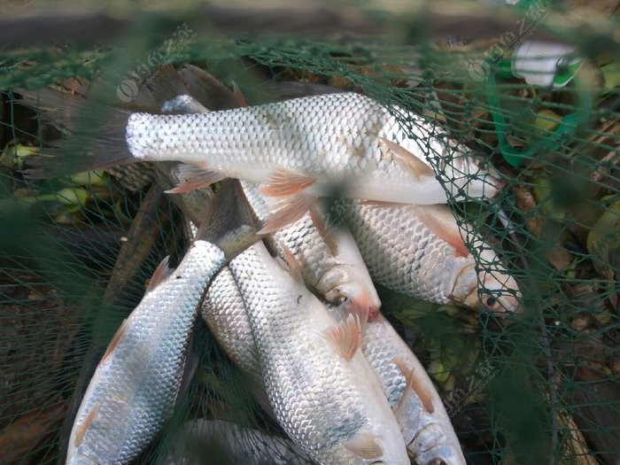 泡沫釣魚方法_釣魚方法_釣魚方法與技巧