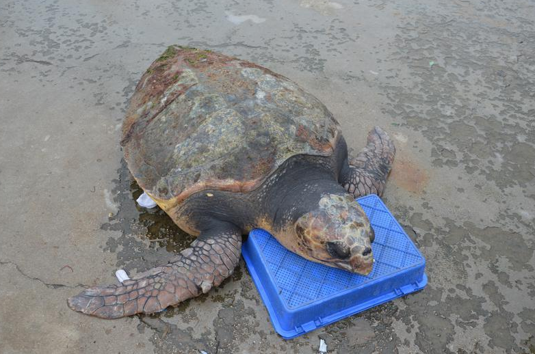 亞達伯拉象龜是幾級保護動物_亞達伯拉象龜_亞達伯拉象龜怎么分公母