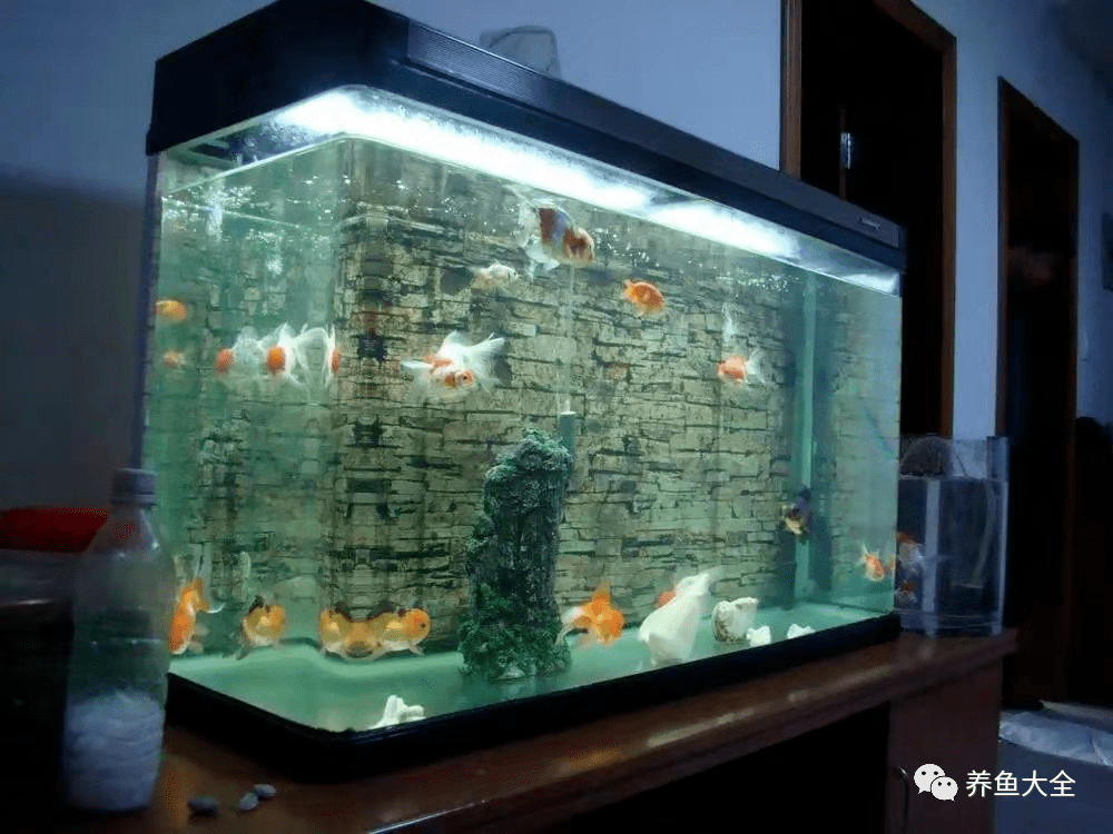 硝化細菌怎么用在魚缸魚缸里的水質對魚兒的健康至關重要