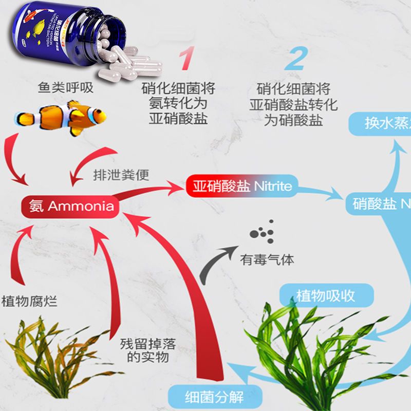 硝化細菌的作用及使用方法都有什么呢？怎么做？