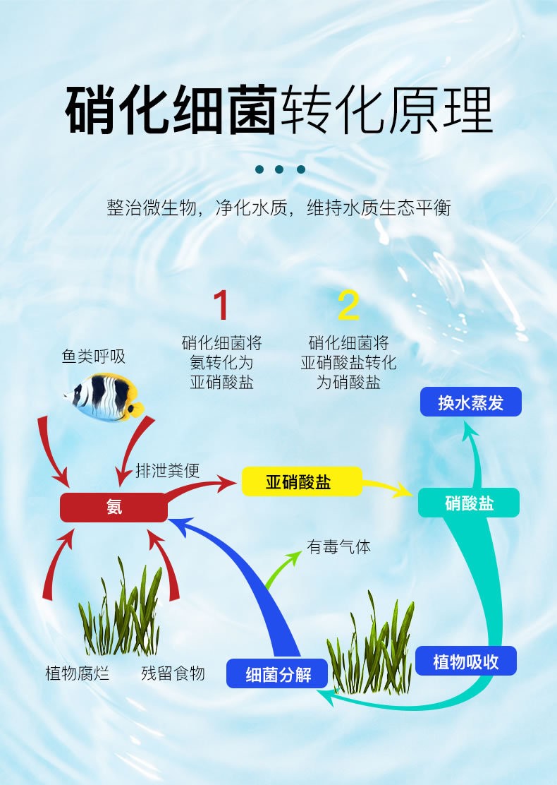 硝化細菌起作用的表現_硝化細菌作用過程_硝化細菌的作用